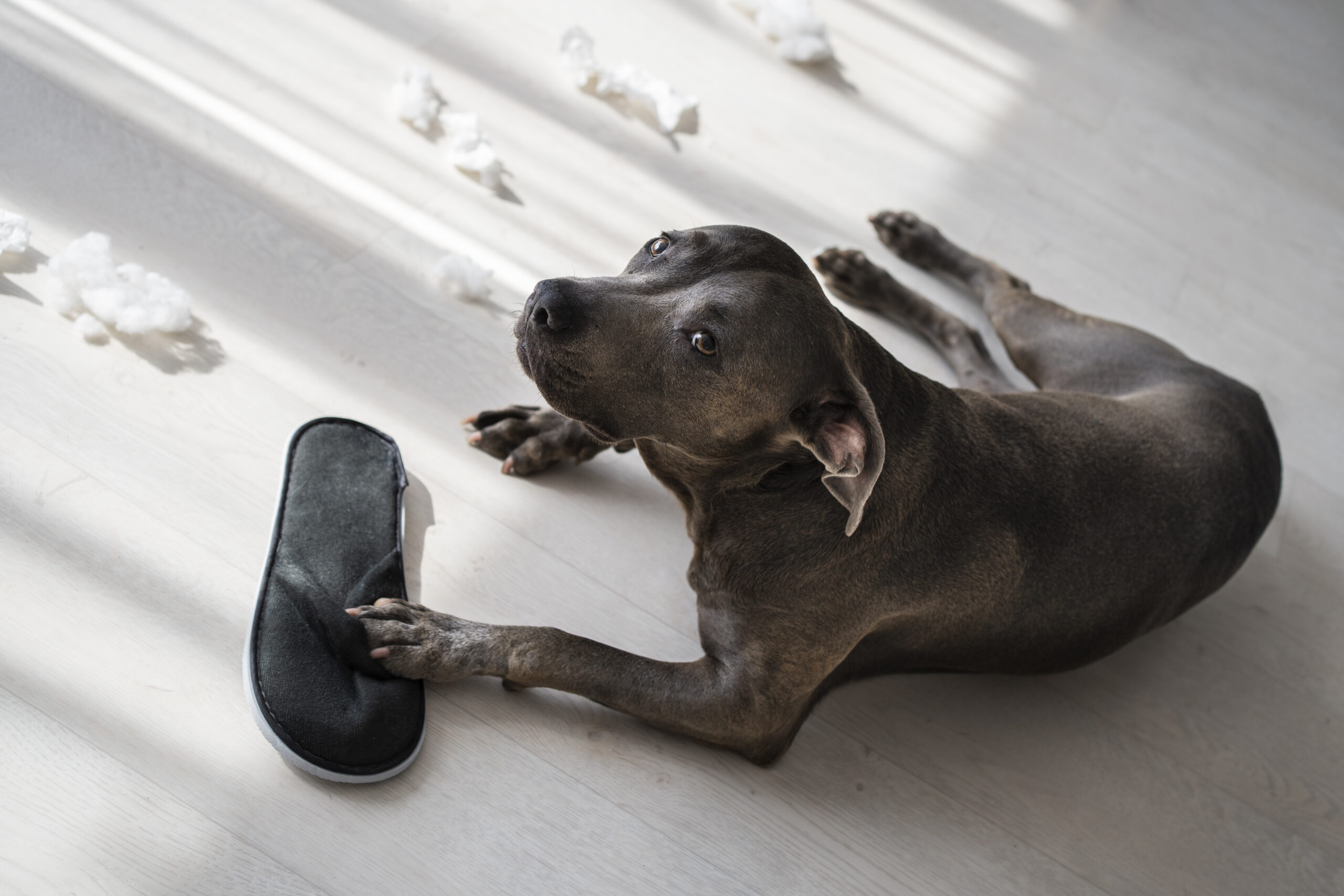 Pets nos condomínios